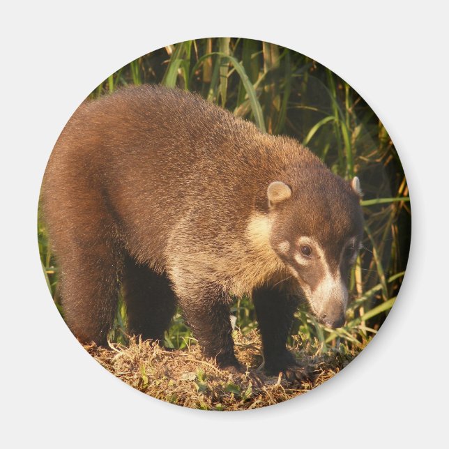 Íman Wild Coati Mundi Magnet (Frente)