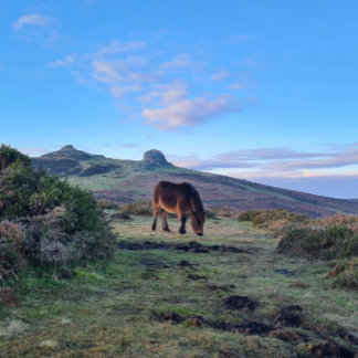 Íman Wild Dartmoor Pony Horse Magnet
