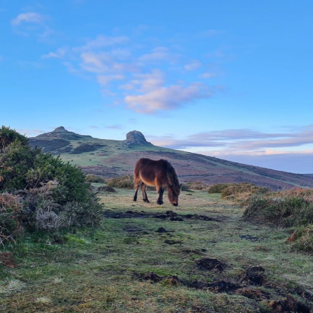 Íman Wild Dartmoor Pony Horse Magnet (Criador carregado)