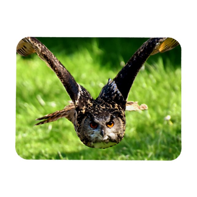 Íman Wild Eagle Owl em Voo de Cheio (Horizontal)
