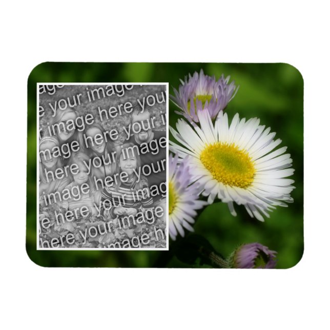 Íman Wild Fleabane Daisy Flower Frame Adicionar Sua Fot (Horizontal)