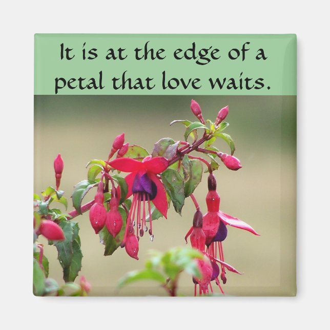 Íman Wild Fuchsias (Frente)