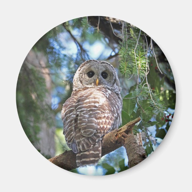 Íman Wild Hoot Owl Staring in Forest (Frente)