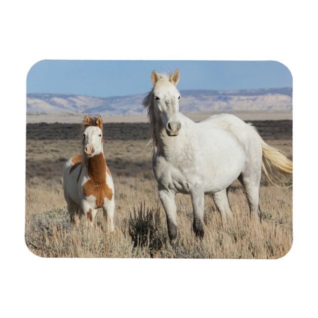 Íman Wild Horses at Home in the Sandwash Basin (Horizontal)
