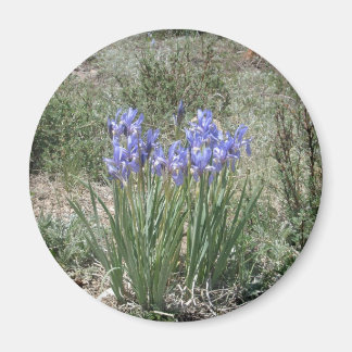 Íman Wild Iris