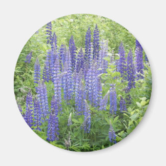 Íman Wild Lupine