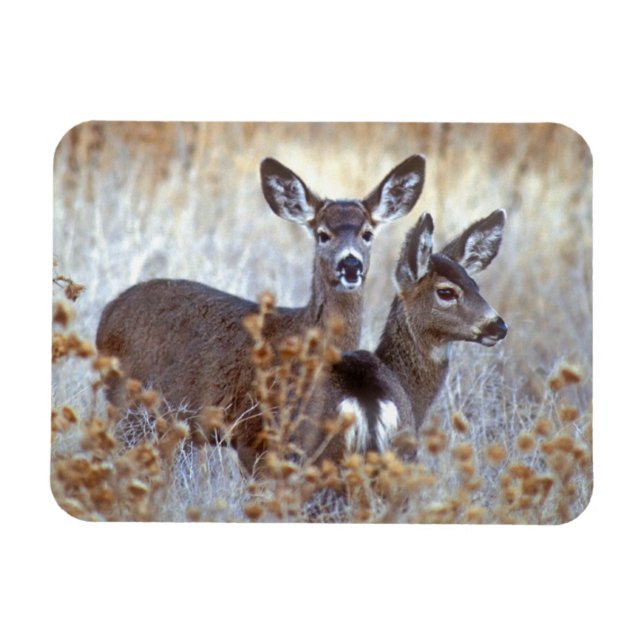 Íman Wild Mule Deer Pair | Califórnia (Horizontal)