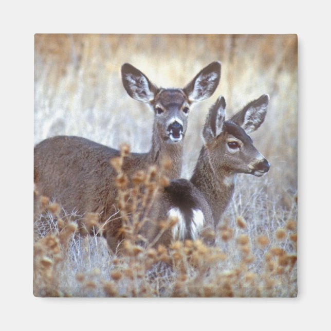 Íman Wild Mule Deer Pair | Califórnia (Frente)