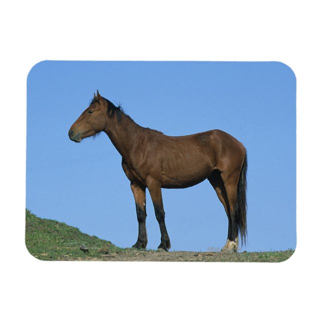 Íman Wild Mustang Horse (Horizontal)