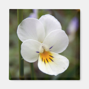 Íman Wild Pansy Magnet