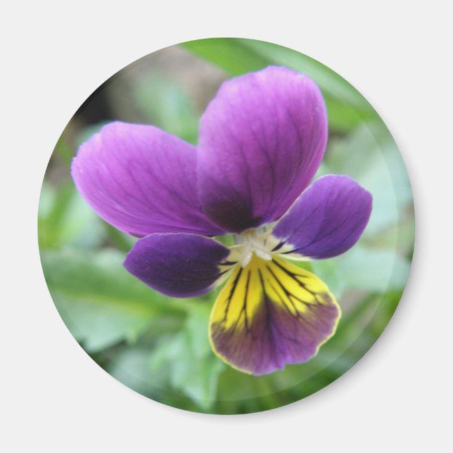Íman Wild Pansy Magnet (Frente)