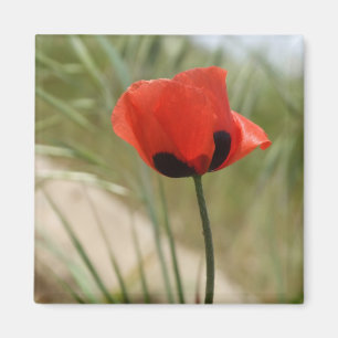Íman Wild Poppy Magnet