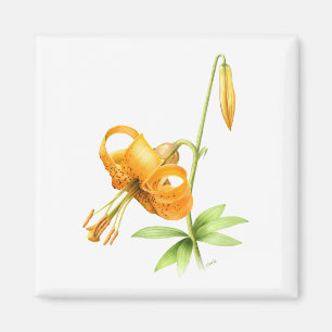 Íman Wild Tiger Lily
