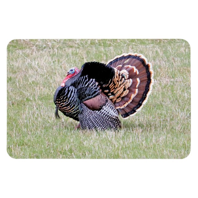 Íman Wild Turkey (Horizontal)