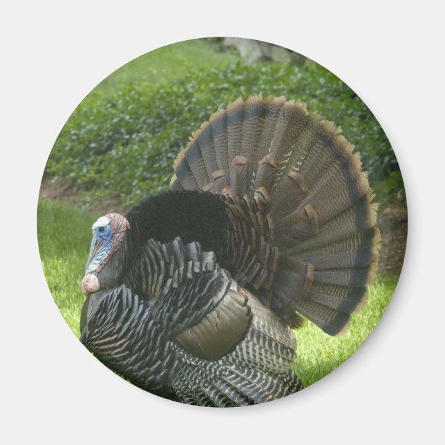 Íman Wild Turkey Magnet (Frente)