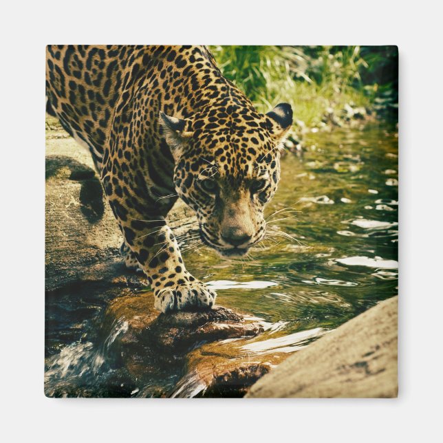 Íman Wildcat Animal Leopardo Natureza (Frente)