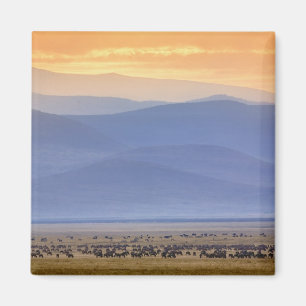 Íman Wildebeest durante migração, Connoquetes