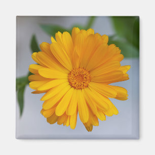 Íman Wildflower amarelo da margarida do Gerbera