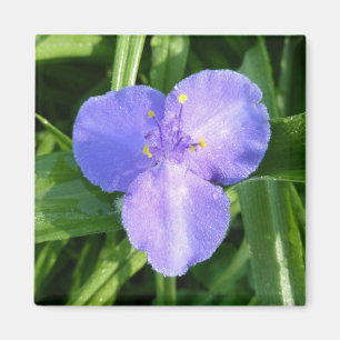 Íman Wildflower violeta do primavera do Trillium Dewy