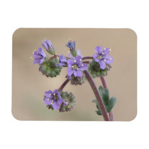 Íman Wildflowers do roxo de Phacelia
