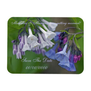 Íman Wildflowers dos Bluebells de Virgínia - salvar a