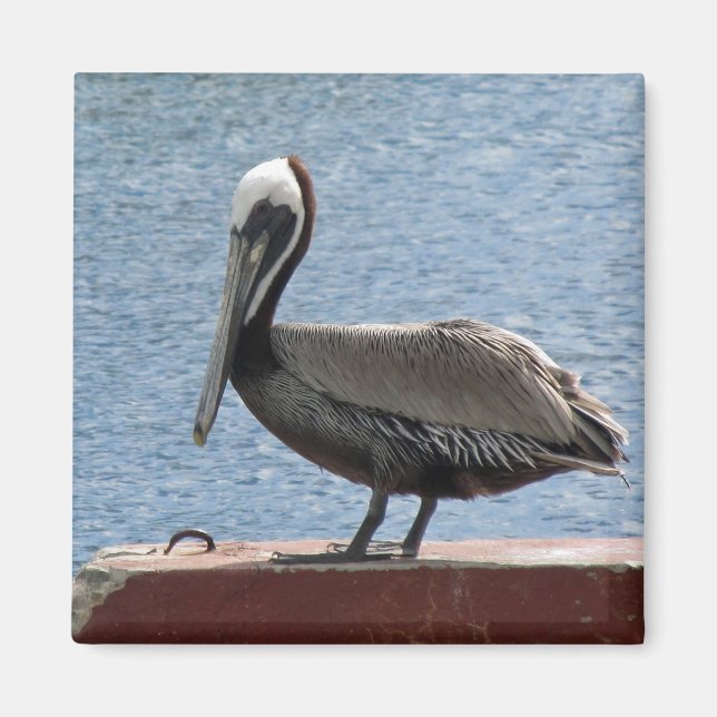 Íman Wildlife Brown Pelican Water Photo (Frente)