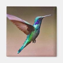 Wildlife Green Hummingbird Foto