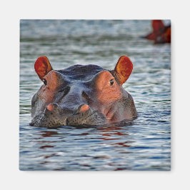 Íman Wildlife Hippo Water Photo