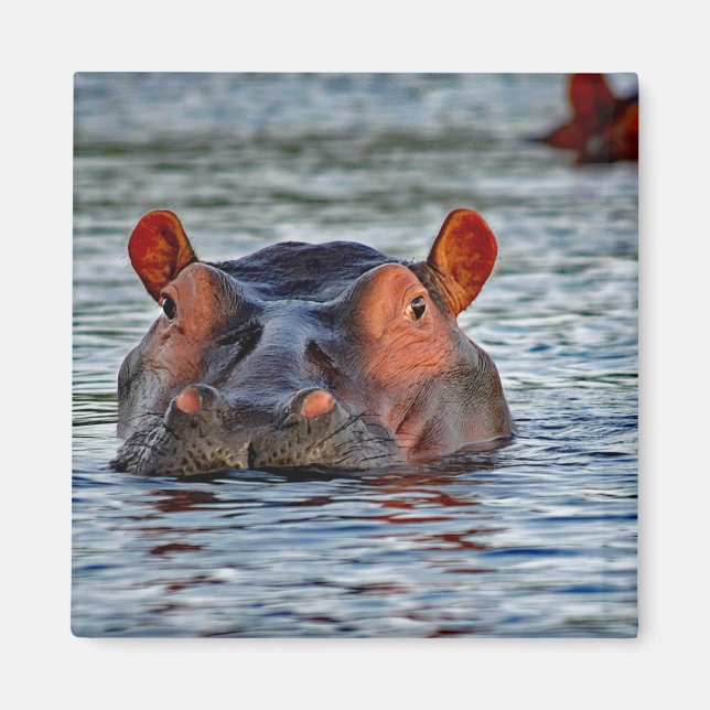 Íman Wildlife Hippo Water Photo (Frente)
