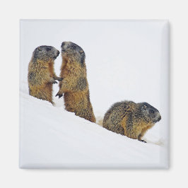 Íman Wildlife Marmots Snow Foto