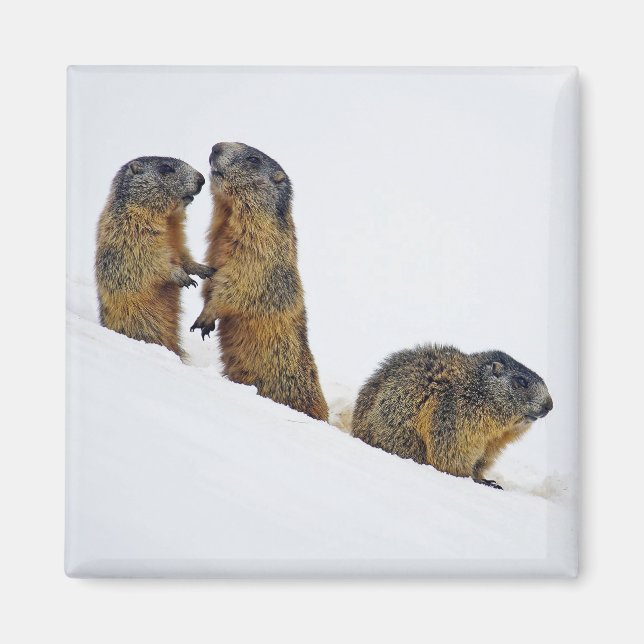 Íman Wildlife Marmots Snow Foto (Frente)