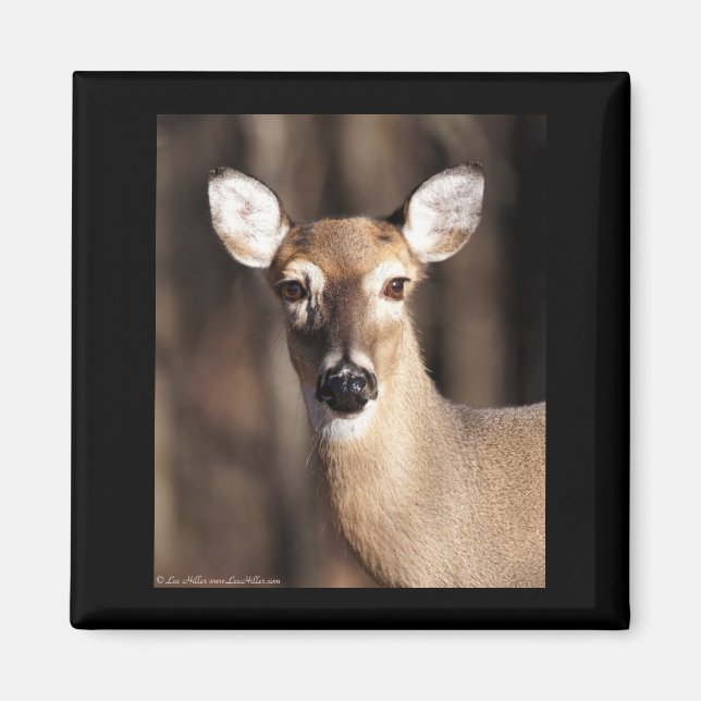 Íman Wildlife Whitetail Deer Doe Portrait (Frente)