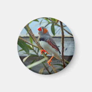 Íman Wildlife Zebra Finch Photo