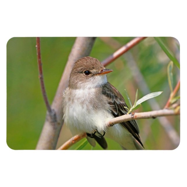 Íman Willow Flycatcher (Horizontal)