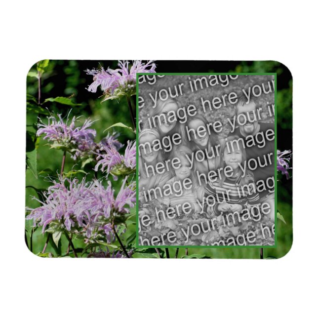 Íman Wilple Purple Bee Balm Frame Adicionar Sua Foto (Horizontal)