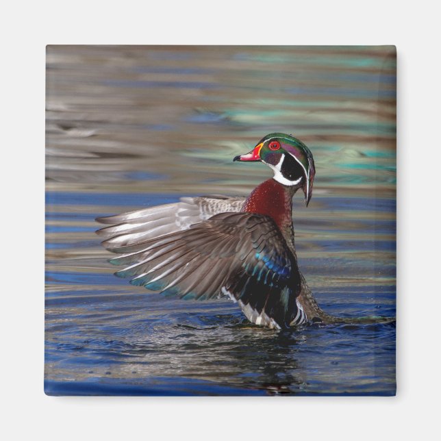 Íman Wing Flapping Wood Duck (Frente)