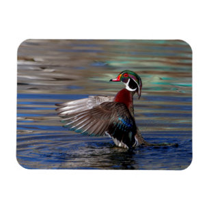 Íman Wing Flapping Wood Duck