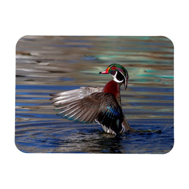 Íman Wing Flapping Wood Duck (Horizontal)