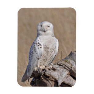 Íman Winking Snowy Owl