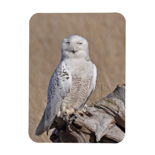 Íman Winking Snowy Owl (Vertical)