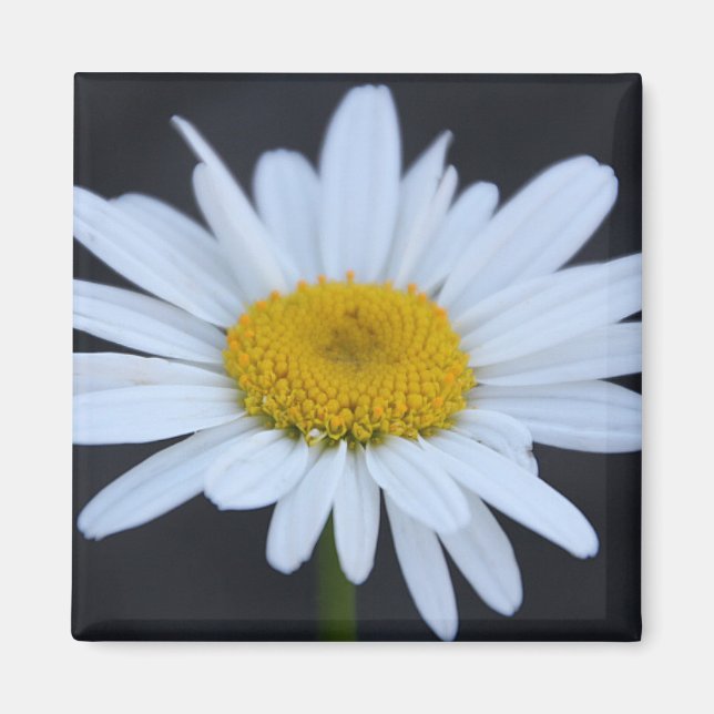 Íman Winter Daisy (Frente)