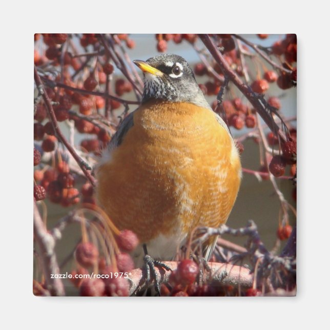 Íman Winter Robin (Frente)