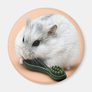 Íman Winterberry o hamster mascando um brinquedo de mas