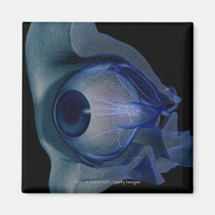 Íman wireframe 3d dos músculos de olho em um soquete