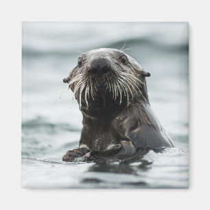 Íman Wise Otter