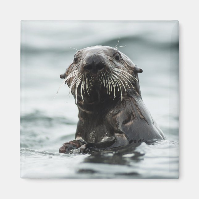 Íman Wise Otter (Frente)