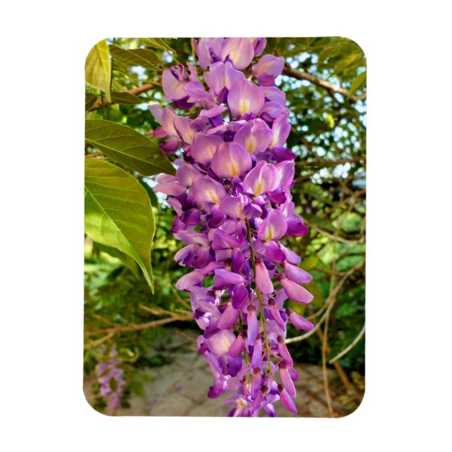Íman Wisteria Bloom (Vertical)