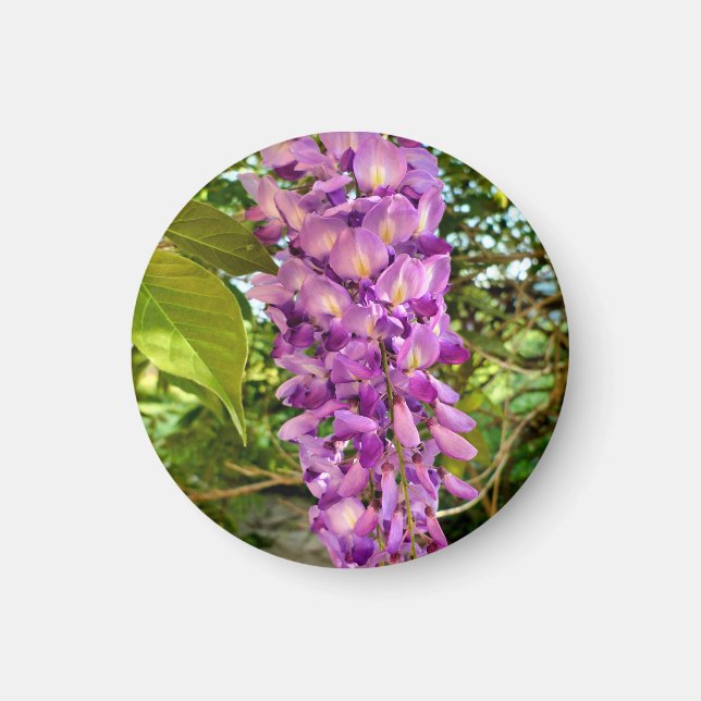 Íman Wisteria Bloom Magnet (Frente)