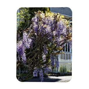 Íman Wisteria in Bloom
