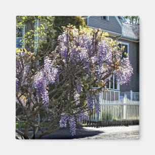 Íman Wisteria in Bloom